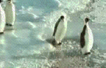 pingouin